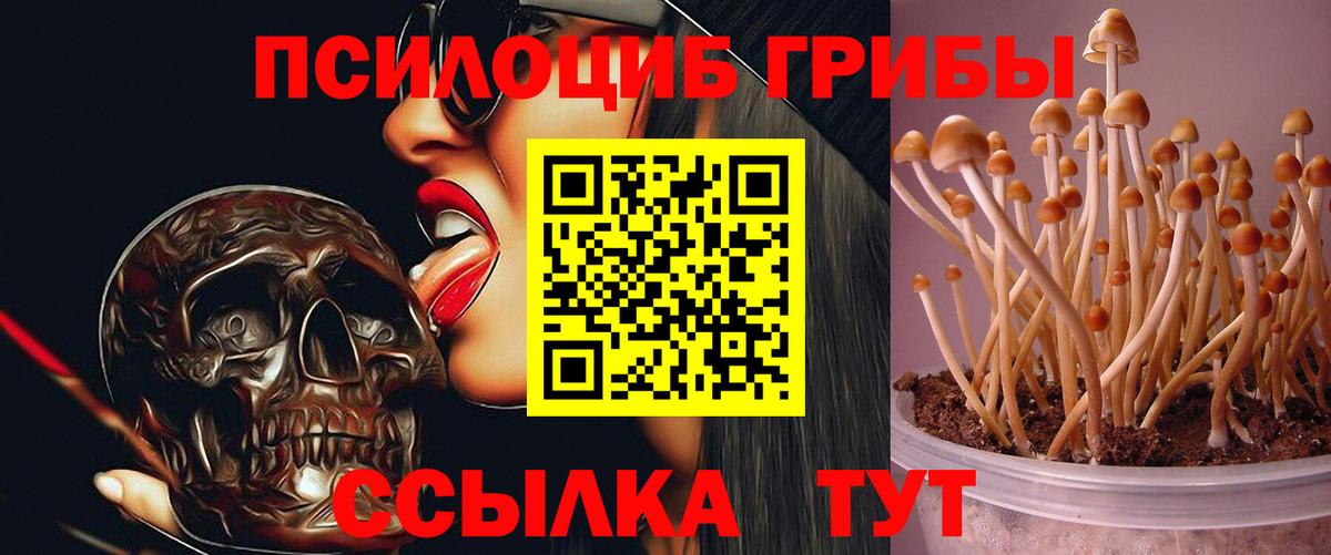 Галлюциногенные грибы Cubensis Горно-Алтайск